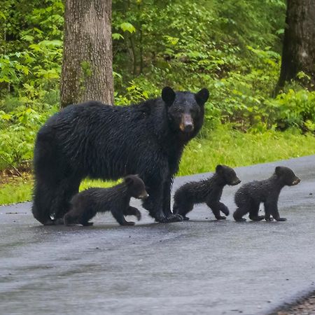 Bear End Villa Sevierville Bagian luar foto