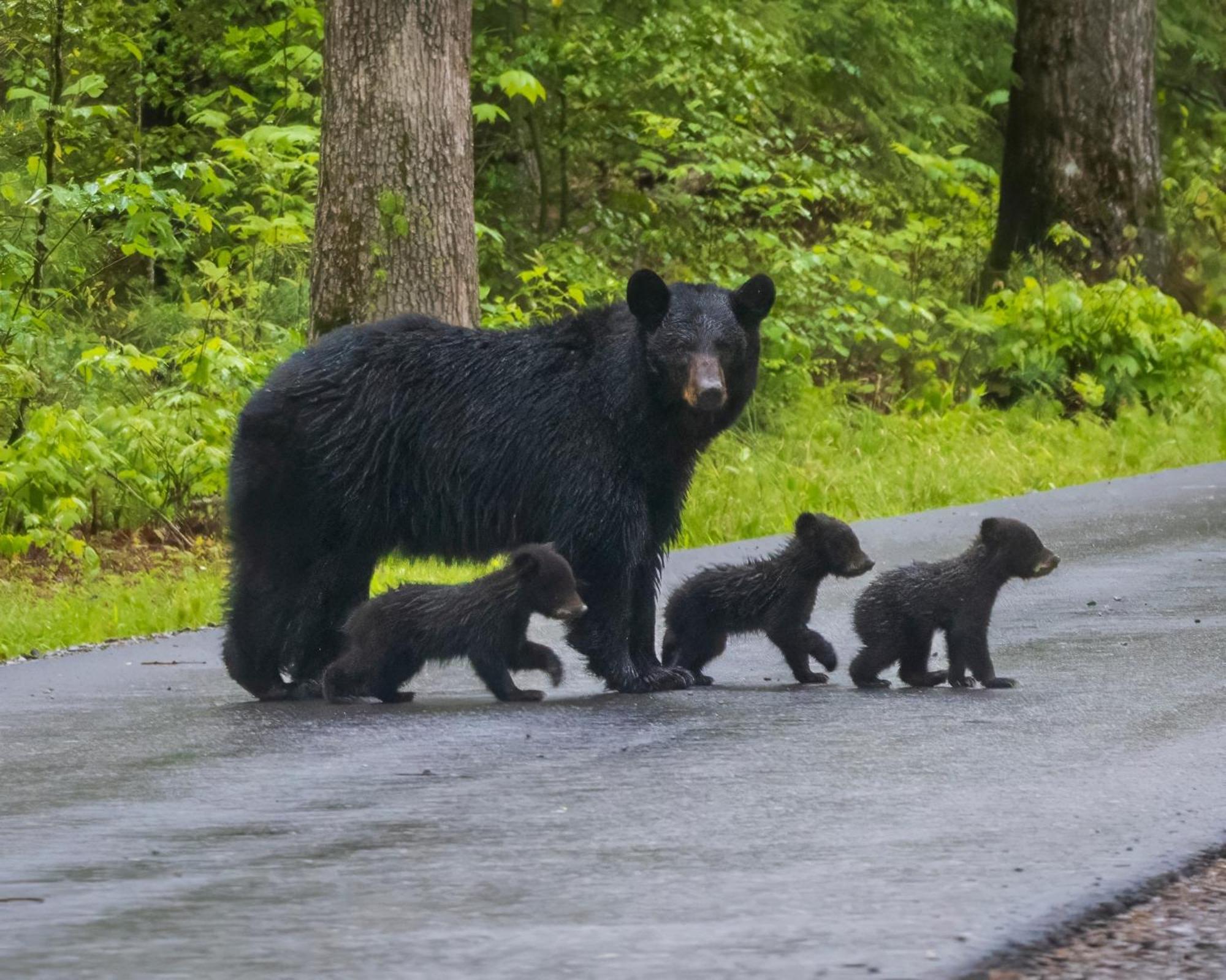 Bear End Villa Sevierville Bagian luar foto